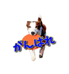 ジャックラッセルテリアのてん（個別スタンプ：19）