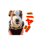 ジャックラッセルテリアのてん（個別スタンプ：20）
