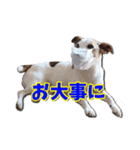 ジャックラッセルテリアのてん（個別スタンプ：22）