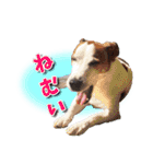 ジャックラッセルテリアのてん（個別スタンプ：23）