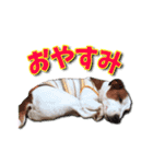 ジャックラッセルテリアのてん（個別スタンプ：24）