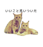 かいねこず（個別スタンプ：5）