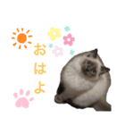 ラグドール ちーむラグちゃんズ（個別スタンプ：2）