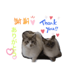 ラグドール ちーむラグちゃんズ（個別スタンプ：4）