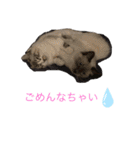 ラグドール ちーむラグちゃんズ（個別スタンプ：5）