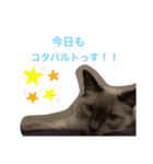 ラグドール ちーむラグちゃんズ（個別スタンプ：9）
