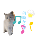 ラグドール ちーむラグちゃんズ（個別スタンプ：10）