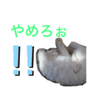 ラグドール ちーむラグちゃんズ（個別スタンプ：11）