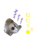 ラグドール ちーむラグちゃんズ（個別スタンプ：12）