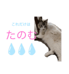 ラグドール ちーむラグちゃんズ（個別スタンプ：13）