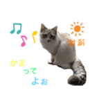 ラグドール ちーむラグちゃんズ（個別スタンプ：16）