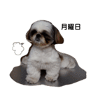 我が家のシーズー犬もじゃ 13（個別スタンプ：1）