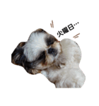我が家のシーズー犬もじゃ 13（個別スタンプ：2）