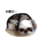 我が家のシーズー犬もじゃ 13（個別スタンプ：3）