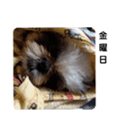 我が家のシーズー犬もじゃ 13（個別スタンプ：5）