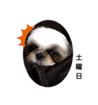 我が家のシーズー犬もじゃ 13（個別スタンプ：6）