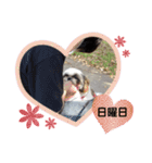 我が家のシーズー犬もじゃ 13（個別スタンプ：7）