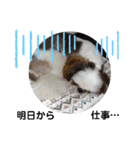 我が家のシーズー犬もじゃ 13（個別スタンプ：9）