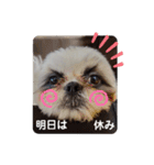 我が家のシーズー犬もじゃ 13（個別スタンプ：10）