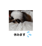 我が家のシーズー犬もじゃ 13（個別スタンプ：11）