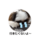 我が家のシーズー犬もじゃ 13（個別スタンプ：12）
