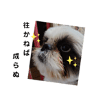 我が家のシーズー犬もじゃ 13（個別スタンプ：13）