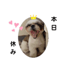 我が家のシーズー犬もじゃ 13（個別スタンプ：14）