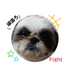 我が家のシーズー犬もじゃ 13（個別スタンプ：15）