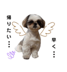 我が家のシーズー犬もじゃ 13（個別スタンプ：16）