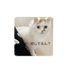 ジルくんスタンプ①（個別スタンプ：7）