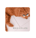 with ＆blackhoney（個別スタンプ：9）
