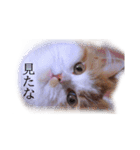 おはぎぴょん（個別スタンプ：4）