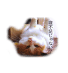 おはぎぴょん（個別スタンプ：5）