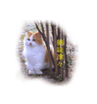 おはぎぴょん（個別スタンプ：6）