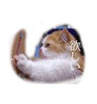 おはぎぴょん（個別スタンプ：11）