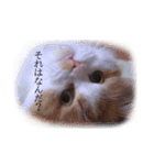 おはぎぴょん（個別スタンプ：12）