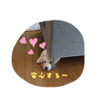 ラブラドール のあ（個別スタンプ：4）