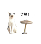 山に登りたい猫（関東編）（個別スタンプ：2）