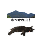 山に登りたい猫（関東編）（個別スタンプ：5）
