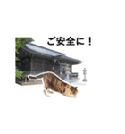 山に登りたい猫（関東編）（個別スタンプ：7）
