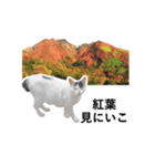 山に登りたい猫（関東編）（個別スタンプ：13）