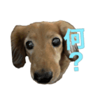 べるしゃんスタンプ（個別スタンプ：3）