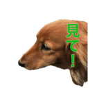 べるしゃんスタンプ（個別スタンプ：4）