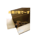 べるしゃんスタンプ（個別スタンプ：6）