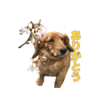 べるしゃんスタンプ（個別スタンプ：7）