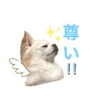 CiAL（個別スタンプ：4）