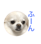 CiAL（個別スタンプ：6）
