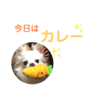 CiAL（個別スタンプ：12）