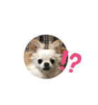 CiAL（個別スタンプ：13）