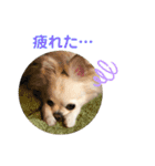 CiAL（個別スタンプ：15）